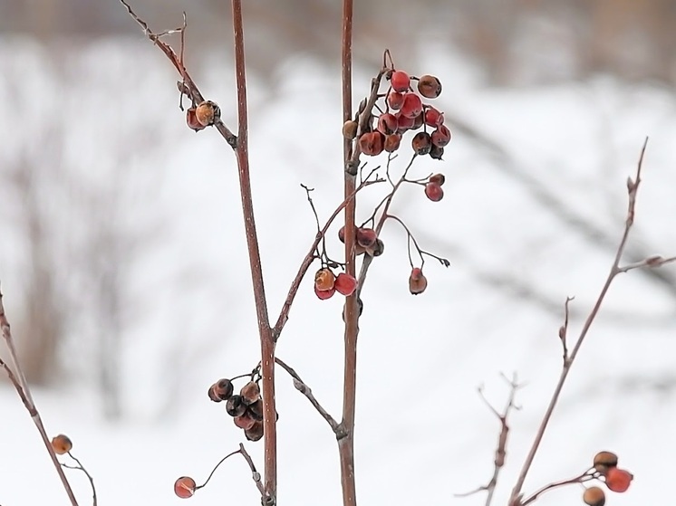 Народные приметы: чего не стоит делать 3 декабря, в день Прокла