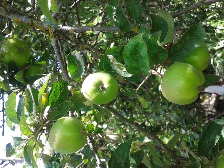 На Ставрополье проверили качество саженцев яблонь крупнейшего питомника России