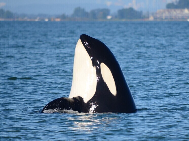 Косатки атаковали яхту с семьей у берегов Португалии