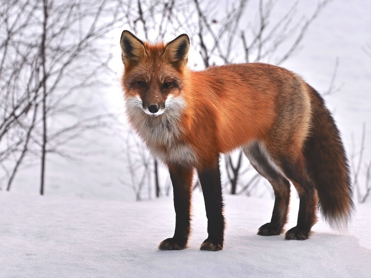 В Новосибирской области ввели карантин по бешенству в одном из посёлков