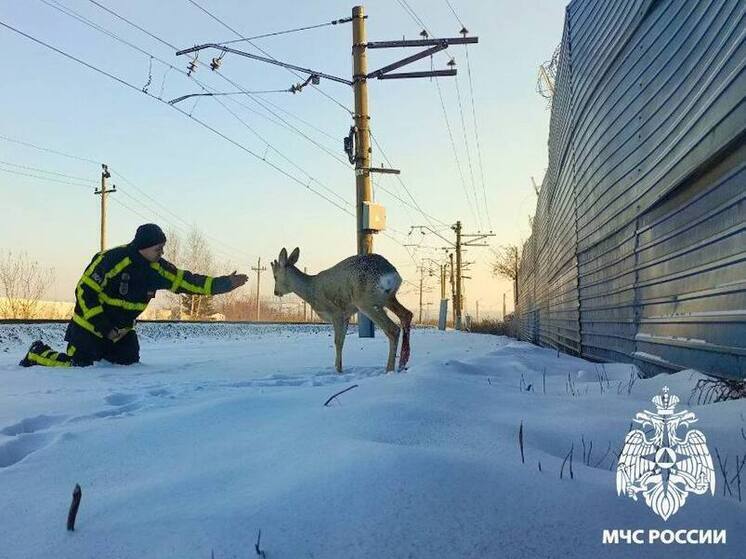  В Кузбассе, на территории угольной шахты, произошла операция по спасению пострадавшей косули
