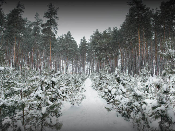 Рослесхоз ужесточает патрулирование лесов в канун Нового года