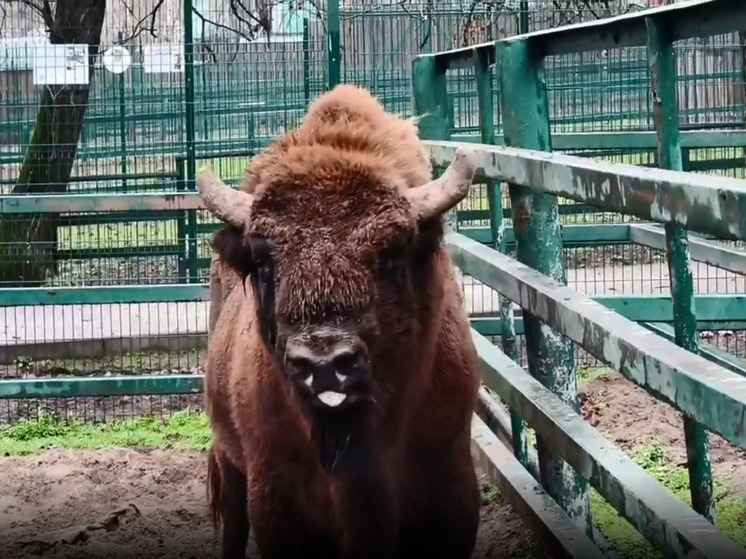 Зубр выехал: барнаульский зоопарк ждет пополнение