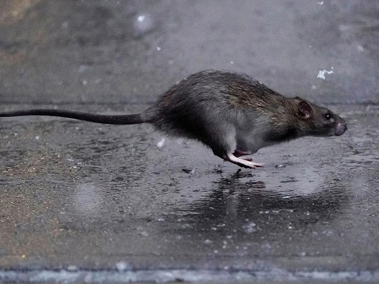 Во Владимире будут обрабатывать еще одну территорию от крыс и мышей