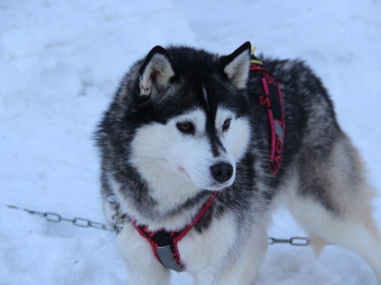 Барнаульский приют «Ласка» продолжает бесплатную стерилизацию собак
