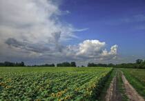 В Алтайском крае завершается уборка полей. Уже сейчас можно говорить о новом рекорде по сбору масличных культур. На видеосовещании с председателем правительства России Дмитрием Патрушевым глава Алтайского края Виктор Томенко рассказал о ходе сезонных работ в регионе.