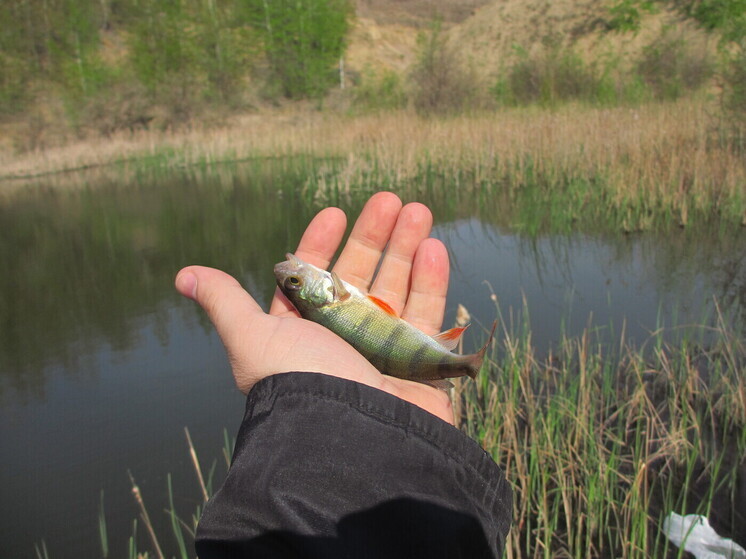 Саратовские рыболовы получат на 20 лет участки без торгов