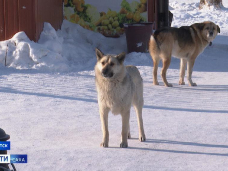 Свыше 4000 безнадзорных собак отловлено в Якутии с начала 2025 года, почти половина – в Якутске