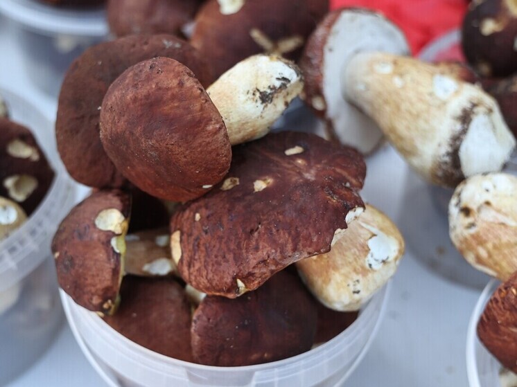 На Южном Урале в декабре продолжается грибной сезон