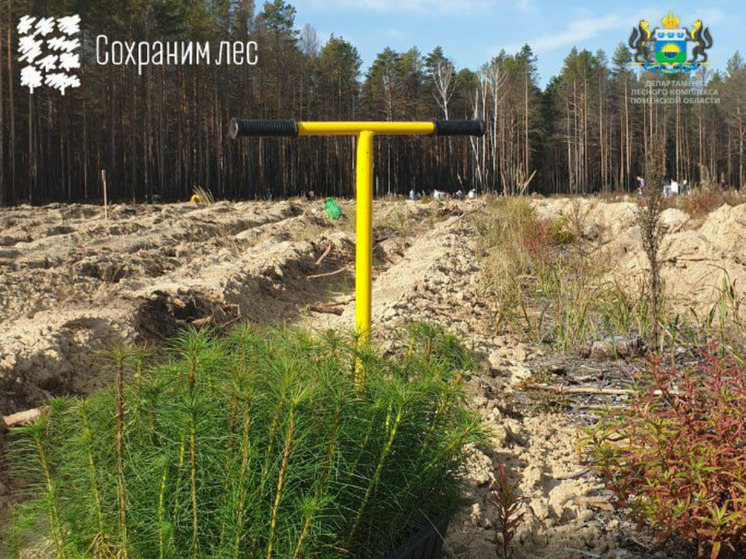 В Тюменской области подвели итоги акции «Сохраним лес»