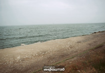 На побережье Каспийского моря в Дагестане обнаружено более 480 туш тюленей, занесённых в Красную книгу и находящихся под угрозой исчезновения