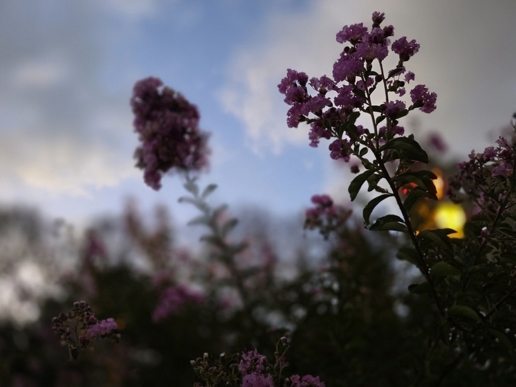 В Сочи и ФТ Сириус 3 декабря ожидается преимущественно солнечная погода и температура до +15°C