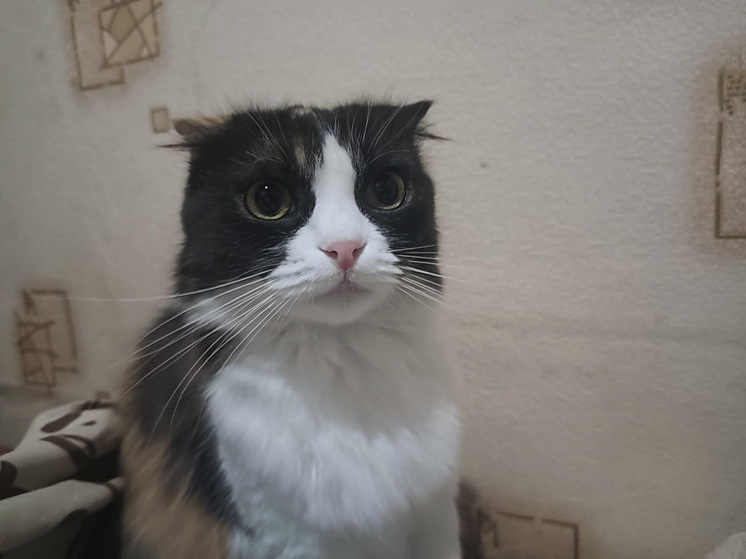 Mash: кошка спасла семью российских туристов с детьми от ядовитой змеи на Бали