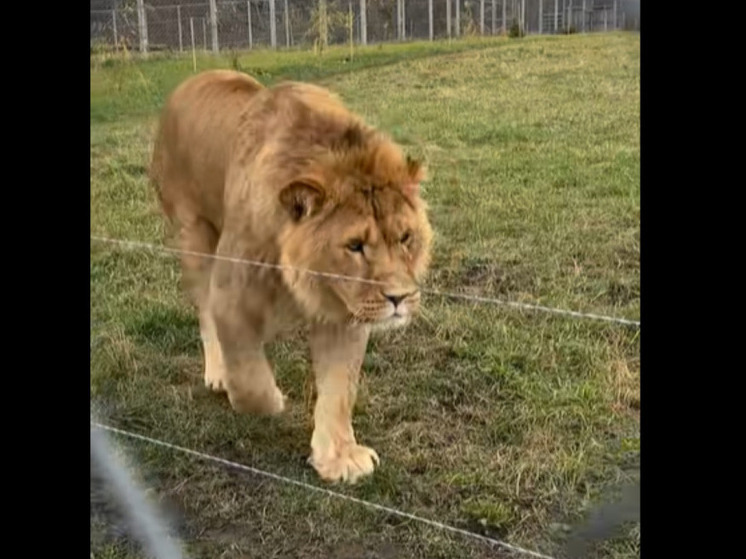 Путеводитель для гостей: как пройти к вольеру хищников в Старооскольском зоопарке