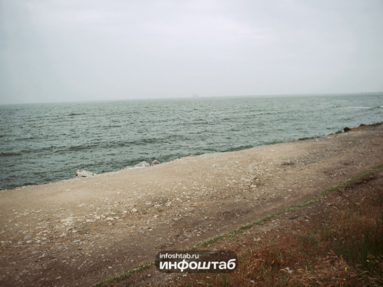 На побережье Каспия в Дагестане обнаружили более 480 мёртвых тюленей