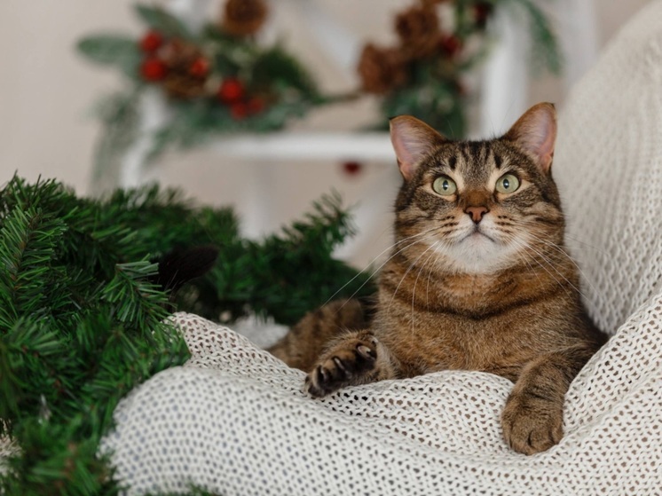 Пермские приюты для животных приглашают на Большой зимний Котофест