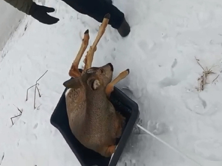 В Алтайском крае ведется усиленная природоохранная работа из-за миграции косуль