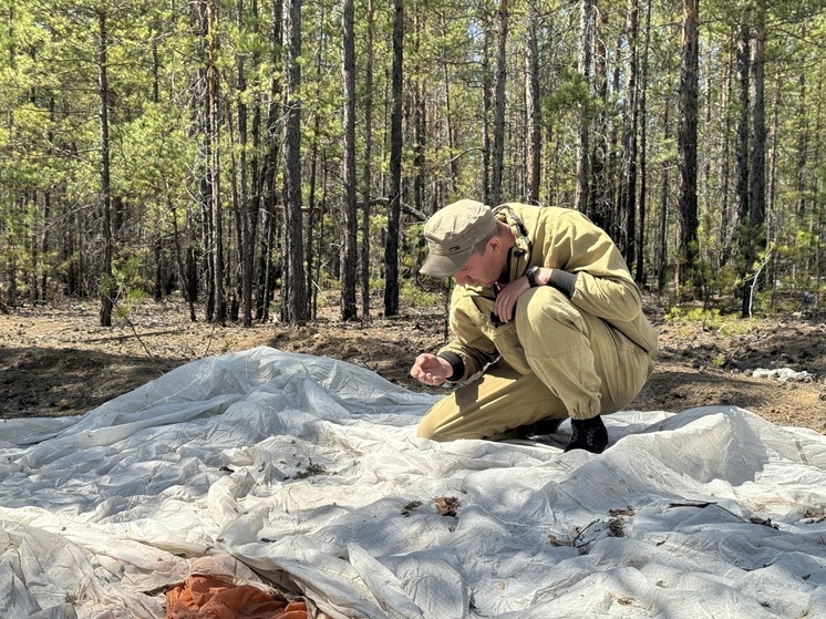 Более 375 тысяч гектаров леса в Бурятии обработают от опасных вредителей в 2026 году