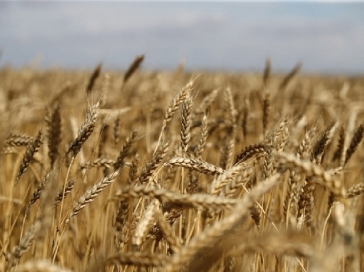В Волгоградской области фермер с нарушением списал 20 тонн пшеницы