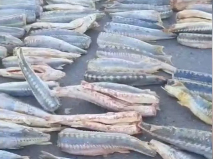 В Астраханской области изъяли почти 7 тонн осетровых, спрятанных под луком в фуре