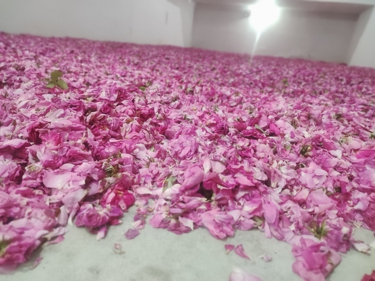 Каждый день на косметических производствах рождаются сотни натуральных средств для здоровья и красоты. «МК в Крыму» пригласили увидеть этот процесс своими глазами. Заглянуть в производственные цеха известных еще с советских времен предприятий, познакомиться с современным оборудованием, попробовать себя в роли создателя косметики могут все желающие.