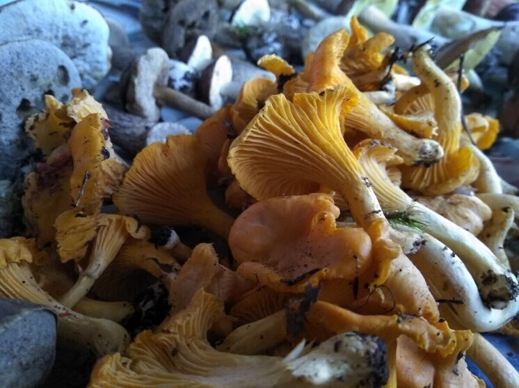 Теплая погода спровоцировала еще один грибной сезон в Ленобласти