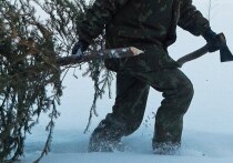 С приближением новогодних праздников Министерство природных ресурсов и экологической безопасности Луганской Народной Республики (Минприроды ЛНР) усиливает меры по охране хвойных насаждений от незаконных рубок