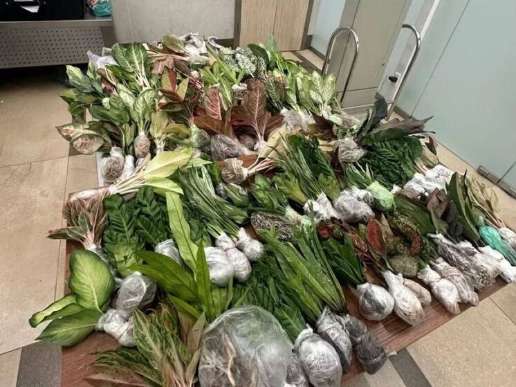 Нелегальный огород в чемодане: таможня пресекла ввоз саженцев из Таиланда