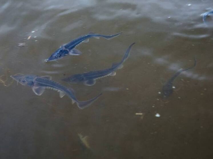 Тысячу мальков осетра выпустили в Хилок по требованию прокуратуры