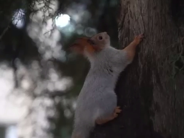 Одиннадцать белок запустили в парк Кизилюрта