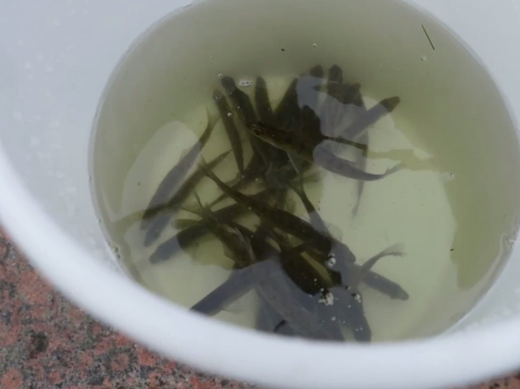 Петербургские водоемы за девять лет пополнили 50 тысячами мальков