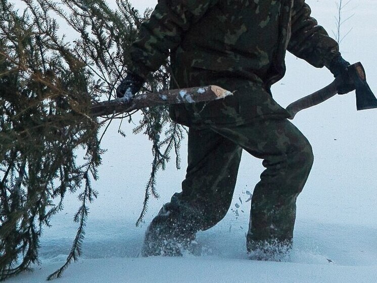 С приближением новогодних праздников Министерство природных ресурсов и экологической безопасности Луганской Народной Республики (Минприроды ЛНР) усиливает меры по охране хвойных насаждений от незаконных рубок