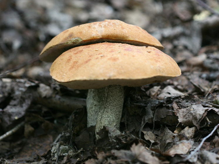 Эксперт Тихомиров: аномальная погода в декабре в Подмосковье вызвала рост грибов
