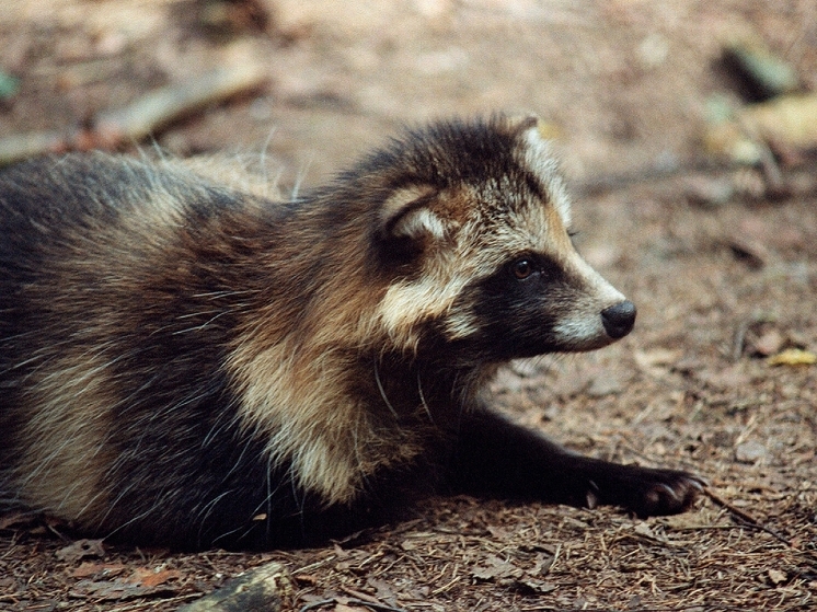 Пушистый нарушитель устроил погром в винном магазине в Вирджинии и уснул от опьянения