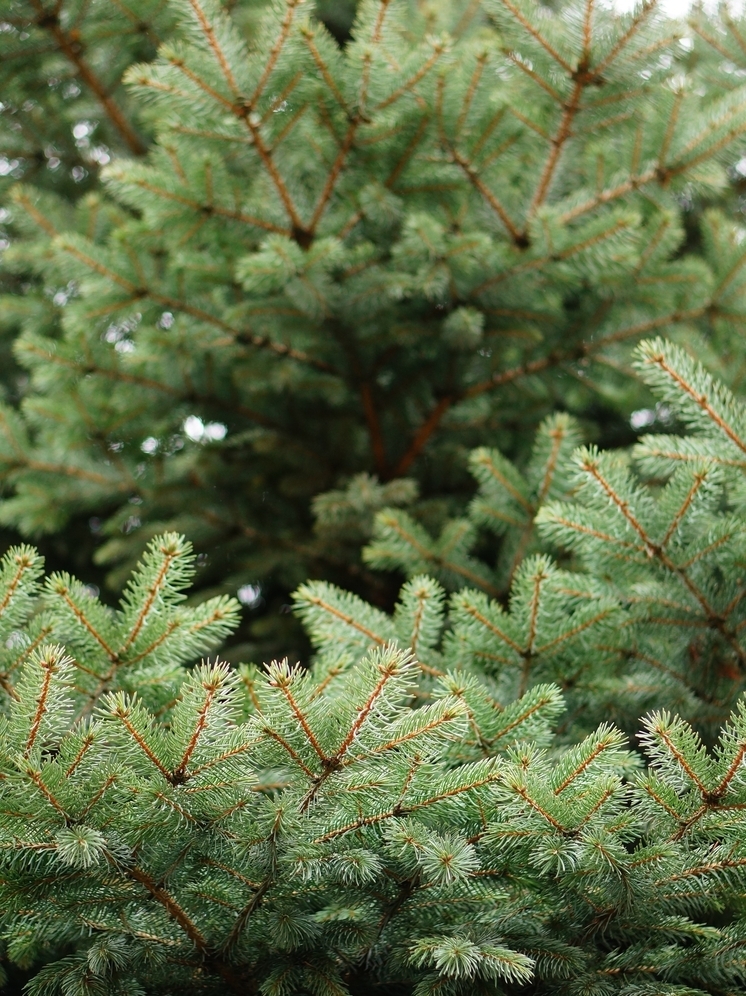 Главную новогоднюю ель Брянску подарила жительница поселка Большое Полпино