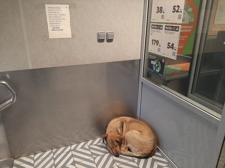 Саратовцев хотят штрафовать за кормление собак в магазинах