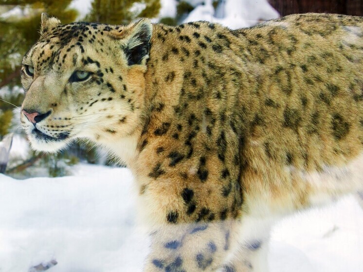 В Челябинском зоопарке подготовили новый вольер для большой кошки