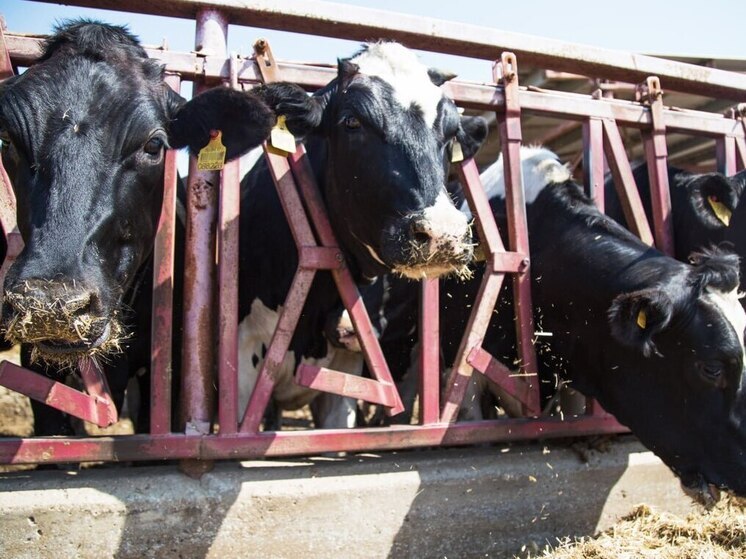 Крым получит деньги на развитие геномной селекции в животноводстве