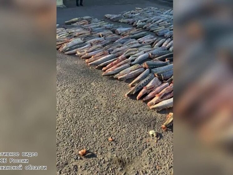 Браконьеры неудачно пытались отправить в Саратов 1,8 тысяч особей краснокнижного осетра
