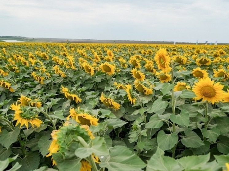 В Волгоградской области объем производства масличных культур вырос на 6,8%