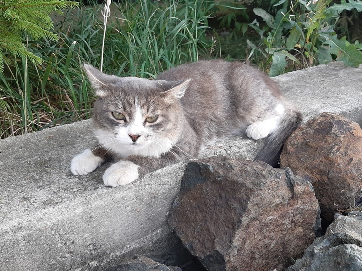 Кошка из Екатеринбурга защитила хозяев от ядовитой змеи на Бали