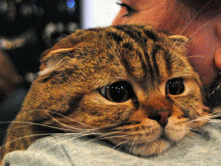 Анализ сотен древних останков опровергает старую гипотезу покорения мира кошками