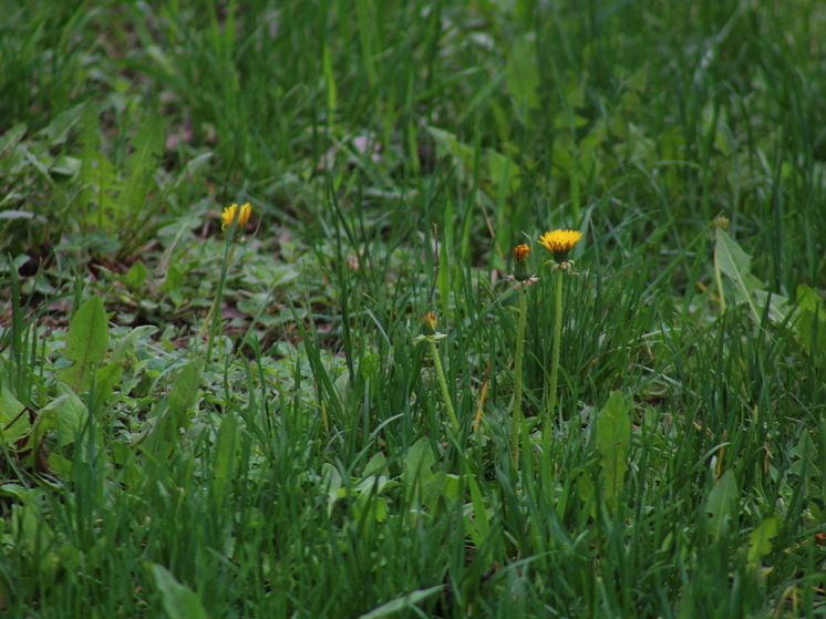 В Омском районе у владельца изымают 1,4 га заброшенной земли