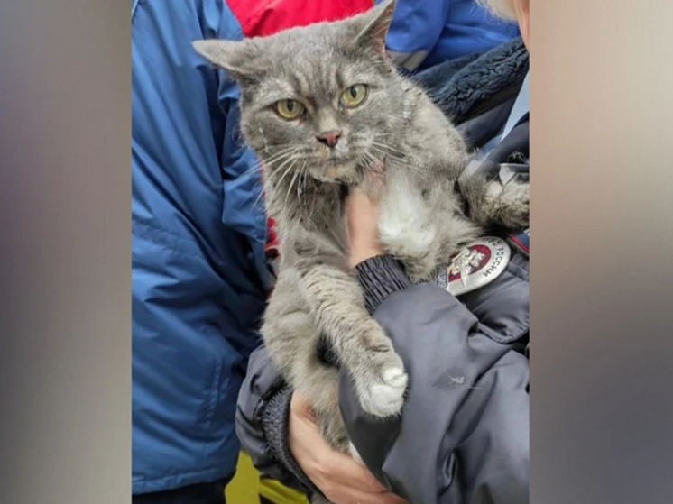 Пожарные в Нововоронеже спасли кота из горящей квартиры