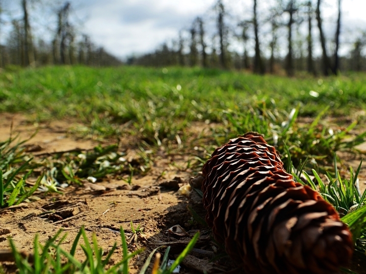 В ДНР первыми среди новых регионов начали применять практику компенсационного лесовосстановления