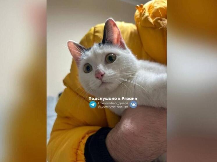 В Рязани спасли привязанную к окну квартиры кошку