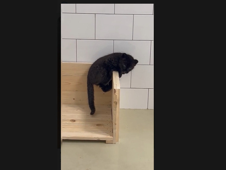 Белгородцам предложили выбрать имя для черной пантеры в зоопарке