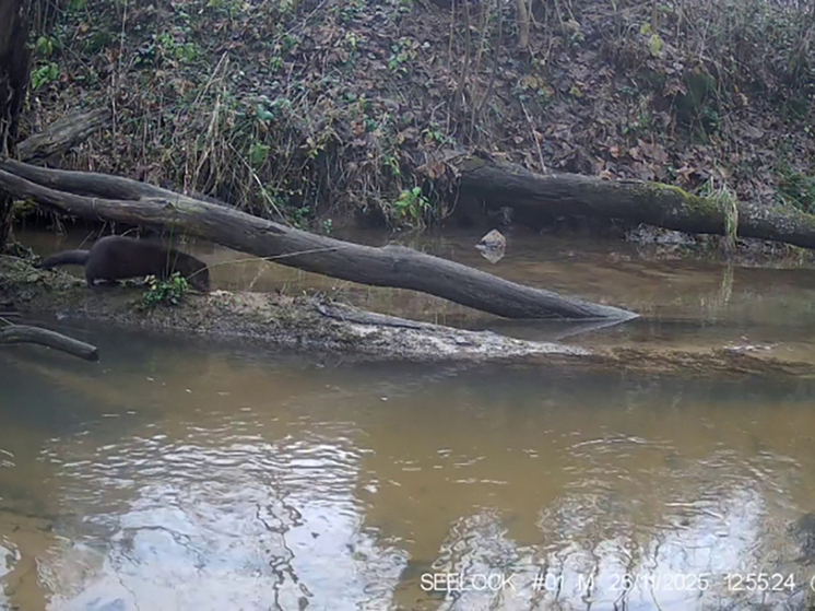 Калужанам показали водные процедуры норки