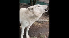 Пензенский зоопарк показал, как воет полярный волк
