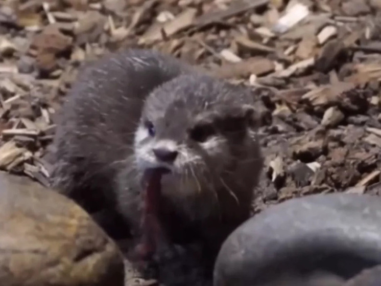 В Новосибирском зоопарке родились пять детёнышей речной выдры